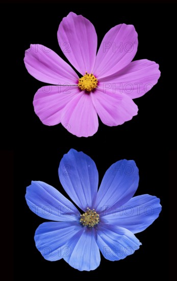Ornamental basket (Cosmos bipinnatus), Cosmea, flower photographed with daylight and UV light, Germany
