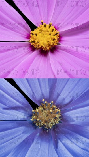Ornamental basket (Cosmos bipinnatus), Cosmea, flower photographed with UV light, Germany