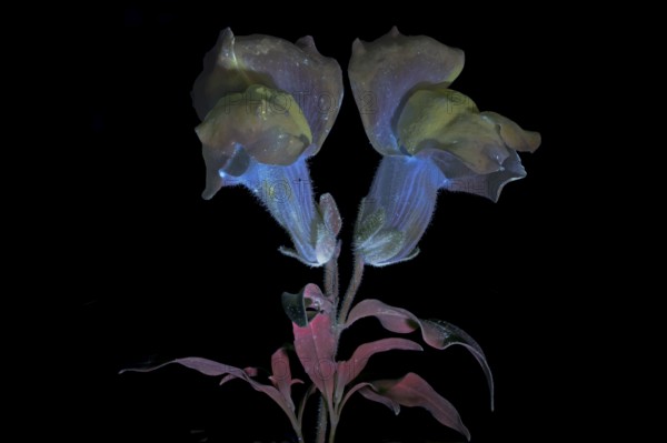 Common snapdragon (Antirrhinum majus) Garden snapdragon, flower photographed with UV light, Germany