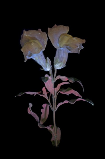 Common snapdragon (Antirrhinum majus) Garden snapdragon, flower photographed with UV light, Germany