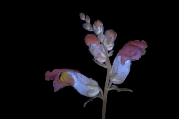 Common snapdragon (Antirrhinum majus) Garden snapdragon, flower photographed with UV light, Germany