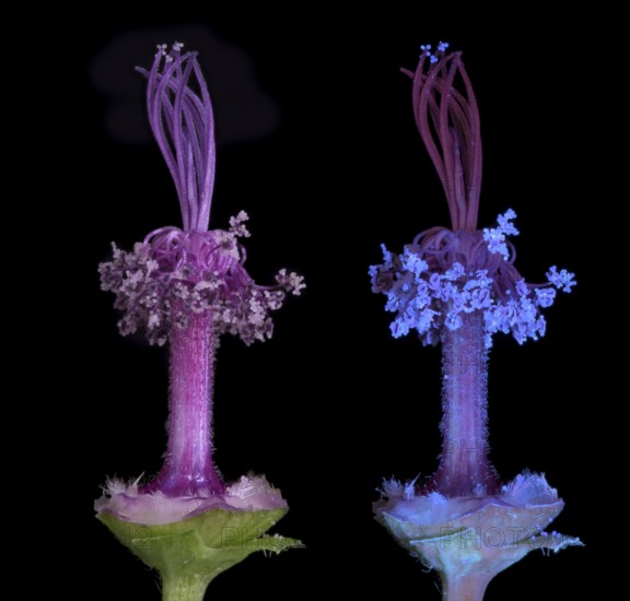 Moroccan wild mallow (Malva sylvestris subsp. Subacaulis), pollen leaves and pistils photographed with daylight and UV light, Germany