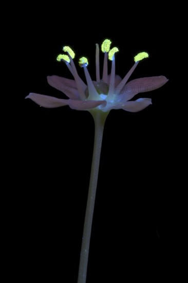 Knolau, garlic chives (Allium tuberosum), flowering inflorescence photographed with UV light, Germany