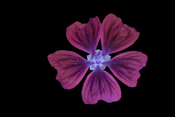 Moroccan wild mallow (Malva sylvestris subsp. Subacaulis), flower photographed with UV light, Germany