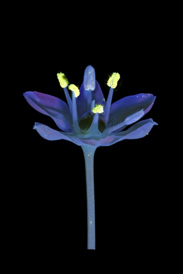 Knolau, garlic chives (Allium tuberosum), flower photographed with UV light, Germany