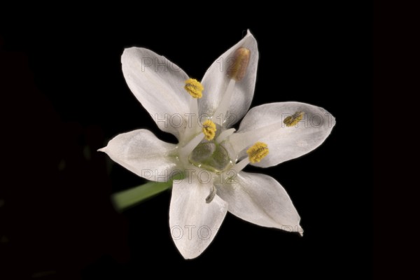 Knolau, garlic chives (Allium tuberosum), flower, Germany