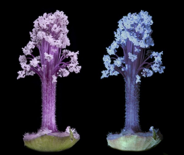 Moroccan wild mallow (Malva sylvestris subsp. Subacaulis), pollen leaves photographed with daylight and UV light, Germany
