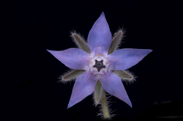 Borage (Borago officinalis), flower, Germany