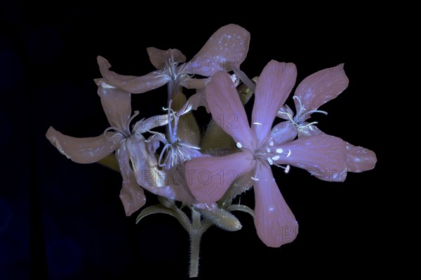 Soap Root (Saponaria officinalis), flower photographed with UV light, Germany