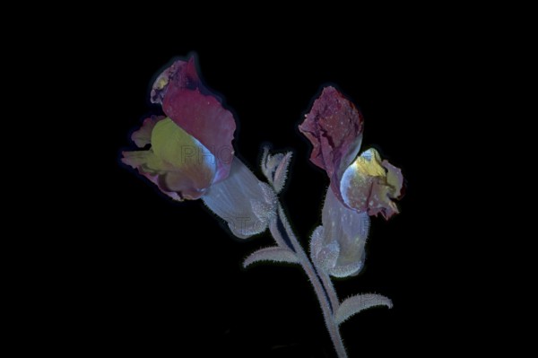 Common snapdragon (Antirrhinum majus) Garden snapdragon, flower photographed with UV light, Germany