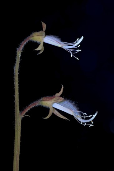 Sweet pea (Lathyrus odoratus), fragrant vetch, flowering inflorescence photographed with UV light, Germany