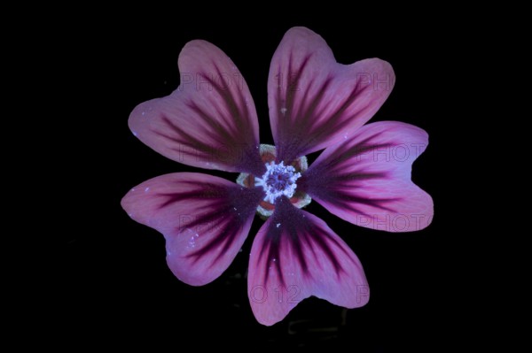 Common mallow (Malva sylvestris), flower photographed with UV light, Germany