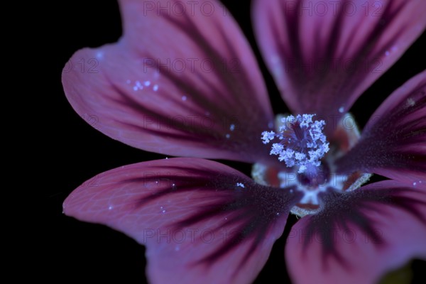 Common mallow (Malva sylvestris), flower photographed with UV light, Germany