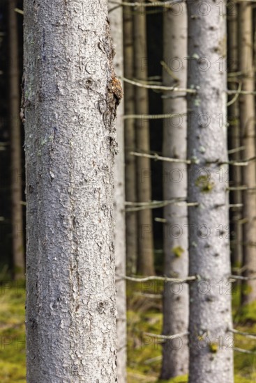 Tree trunks in a spruce forest, Sweden