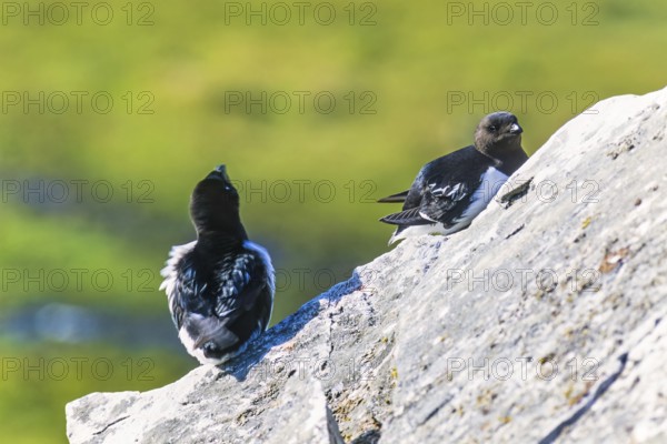Little auk (Alle alle) sitting on a rock in the sunshine, Svalbard, Norway