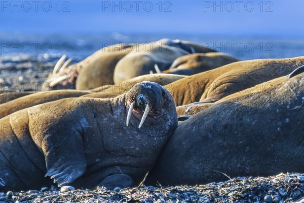 Flock of Walruses (Odobenus rosmarus) lying and resting on the beach by the Arctic Ocean, Svalbard, Norway