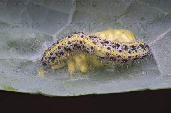 Cabbage butterfly (Pieris brassicae), caterpillar on spun-in caterpillars of the cabbage butterfly wasp (Cotesia glomerata) or cabbage butterfly ichneumon wasp, with emerging caterpillar, Germany
