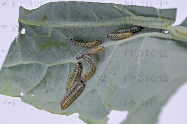 Cabbage butterfly (Pieris brassicae), caterpillar, on palm kale (Brassica oleracea var. palmifolia DC.), Germany