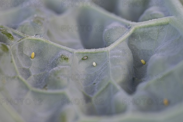 Small white (Pieris brassicae), egg, on palm kale (Brassica oleracea var. palmifolia DC.), Germany