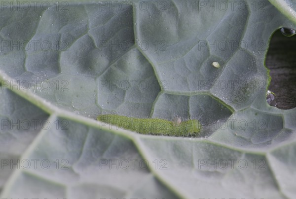 Small white (Pieris brassicae), egg, caterpillar, with parasite on palm cabbage (Brassica oleracea var. palmifolia DC.), Germany