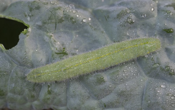 Small white (Pieris brassicae), caterpillar, on palm kale (Brassica oleracea var. palmifolia DC.), Germany