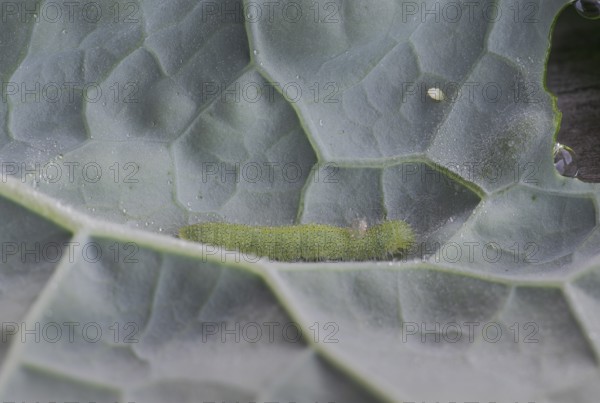 Small white (Pieris brassicae), caterpillar, egg, on palm kale (Brassica oleracea var. palmifolia DC.), Germany