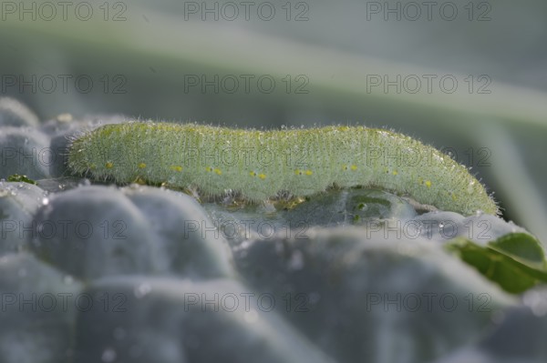 Small white (Pieris brassicae), caterpillar, on palm kale (Brassica oleracea var. palmifolia DC.), Germany