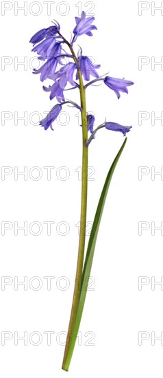 Bluebell (Hyacinthoides), flower, leaf, Germany
