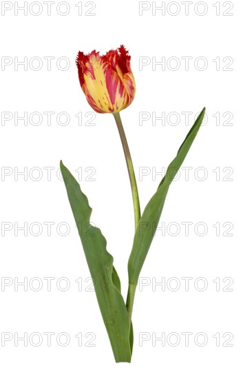 Fringed tulip (Tulipa), flower, leaf, Germany