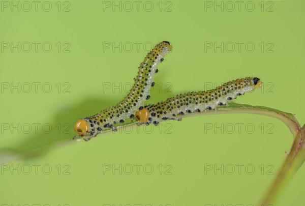 Blue-black rose brushhorn wasp (Arge pagana), caterpillar, on rose (Rosa), rare, Germany