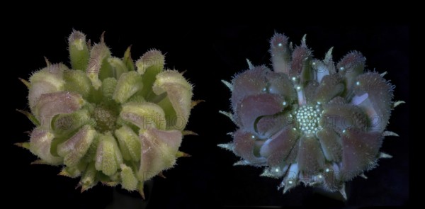 Marigold (Calendula officinalis) .seed capsule immature, photographed with daylight and UV light, Germany