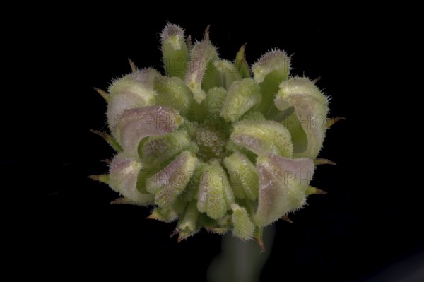 Marigold (Calendula officinalis) .seed capsule immature, Germany