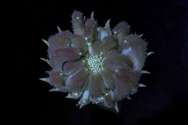 Marigold (Calendula officinalis) .seed capsule immature, photographed with UV light, Germany
