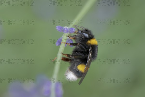 Bombus magnus (Bombus magnus), summer queen, Common lavender (Lavandula angustifolia), Germany