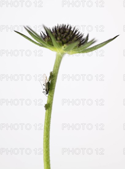 Myzus persicae (Myzus persicae), Pigeon Scabiosa (Scabiosa columbaria), Germany