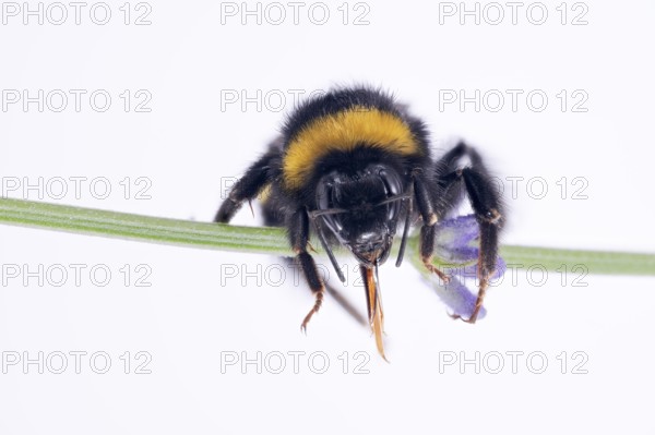 Bombus magnus (Bombus magnus), summer queen, Common lavender (Lavandula angustifolia), Germany