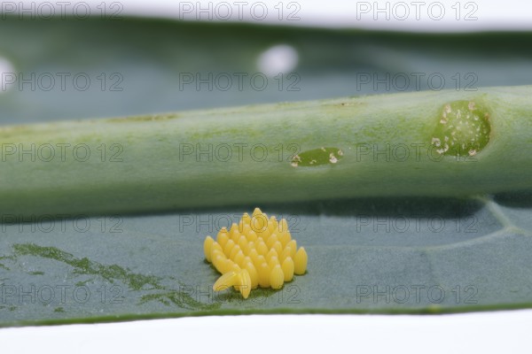 Cabbage butterfly (Pieris brassicae), eggs, on palm kale (Brassica oleracea var. palmifolia DC.), Germany