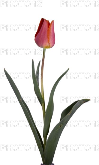 Tulip (Tulipa), flower, leaf, Germany