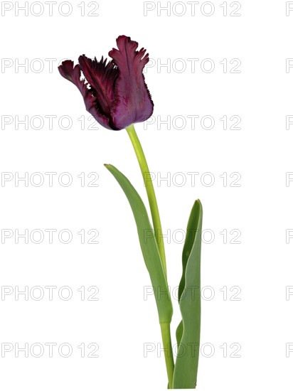 Fringed tulip (Tulipa), flower, leaf, Germany