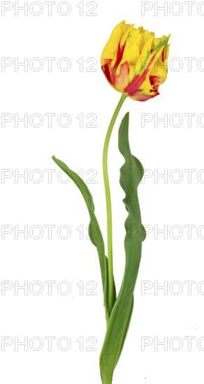 Parrot tulip (Tulipa), flower, leaf, Germany
