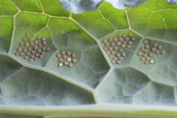 Insect indeterminate, eggs, on palm kale (Brassica oleracea var. palmifolia DC.), Germany