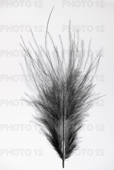 Black feather, indeterminate, Germany