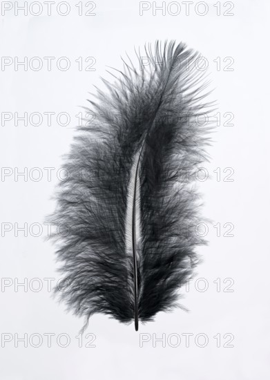 Black feather, indeterminate, Germany