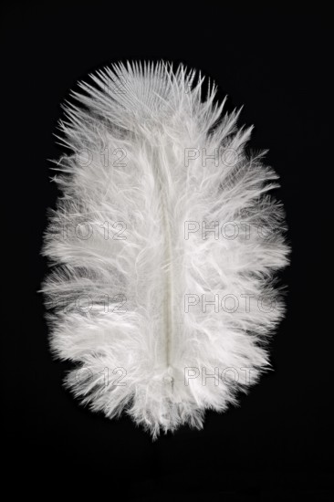 White feather, indeterminate, Germany