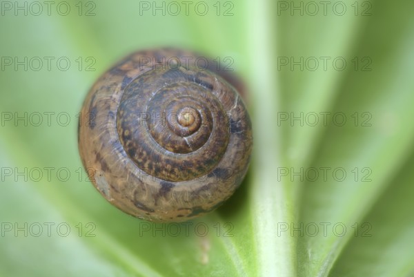 Snail shell, Germany