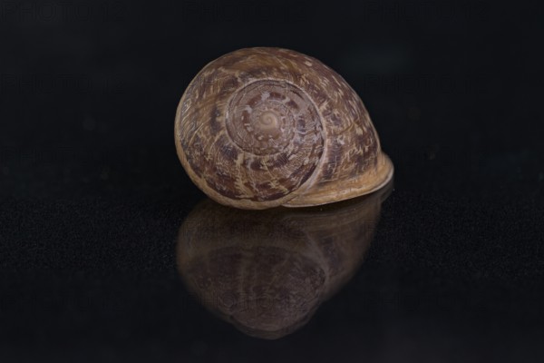 Snail shell, Germany