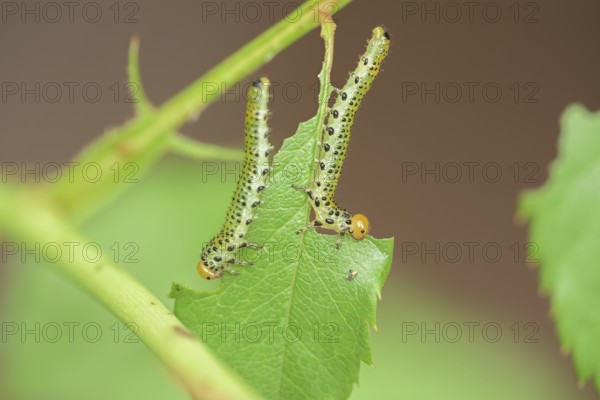 Blue-black rose brushhorn wasp (Arge pagana), caterpillar, on rose (Rosa), rare, Germany