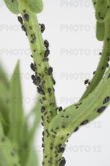 Black bean aphid (Aphis fabae), marigold (Calendula officinalis), Germany