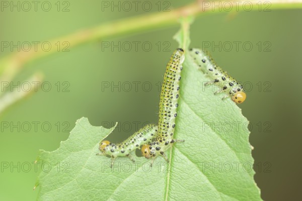 Blue-black rose brushhorn wasp (Arge pagana), caterpillar, on rose (Rosa), rare, Germany