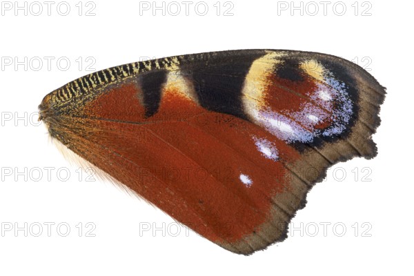 Peacock butterfly (Aglais io), wing in detail, Germany